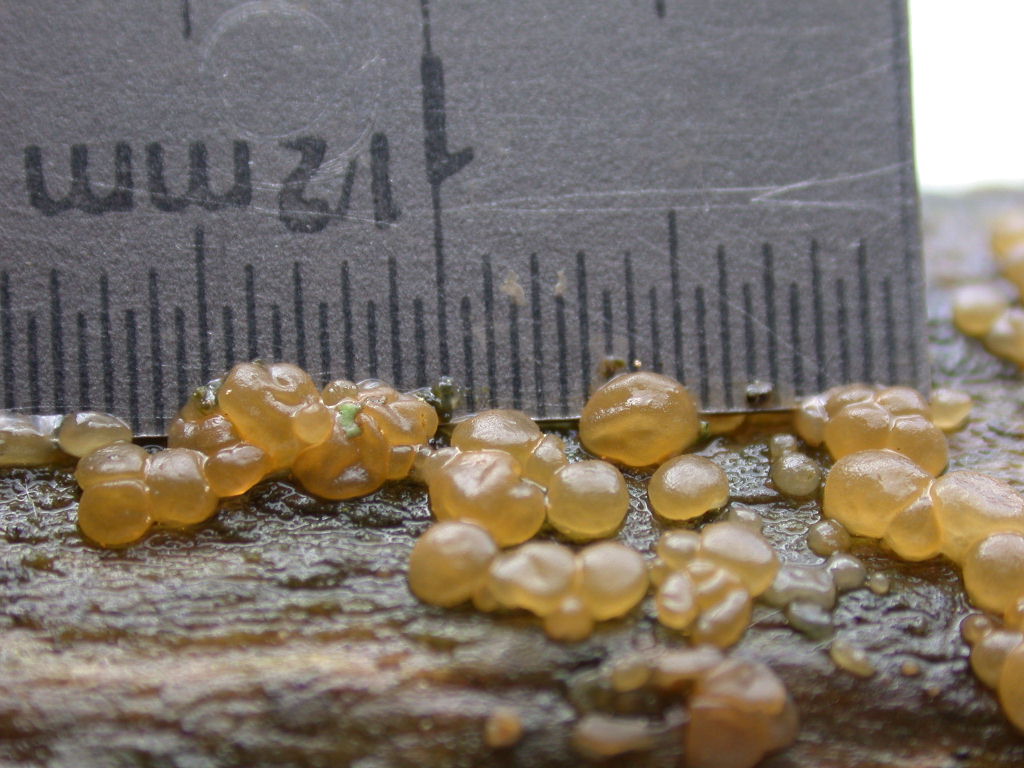 In mancanza di .... QUIZ